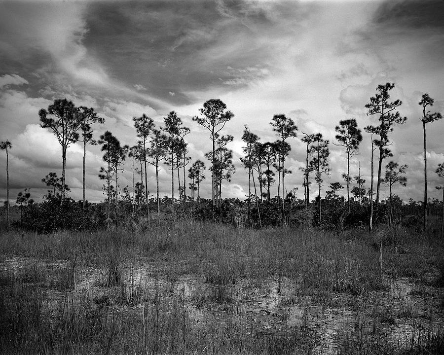 Pine trees ZVI-45 Everglades Photograph by Rudy Umans