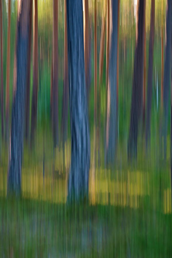 Pine trunks in summer - motion blur Photograph by Ulrich Kunst And Bettina Scheidulin