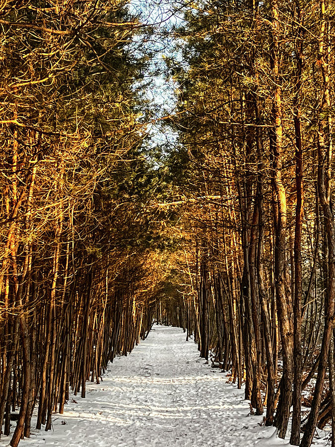 Pine walk in Springwater Park Photograph by James Canning