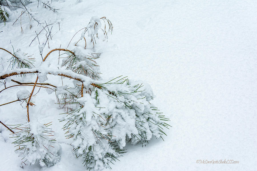 Pine Walk into Winter Photograph by LeeAnn McLaneGoetz McLaneGoetzStudioLLCcom