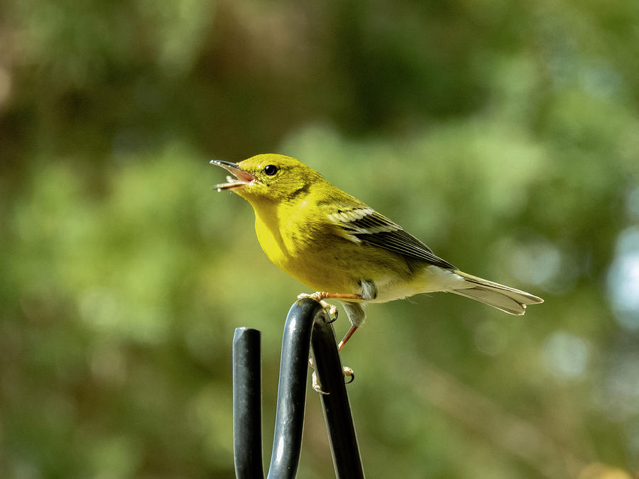Pine Warbler 1 Photograph by J M Farris Photography