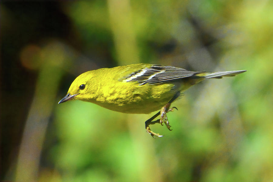 Pine Warbler Flight Photograph by Jerry Griffin