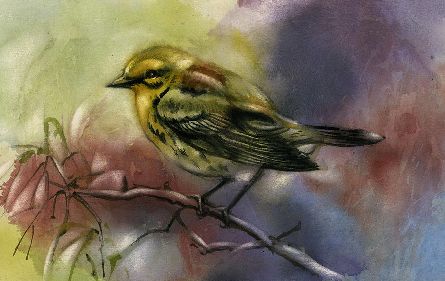 Pine Warbler Watercolor Painting by Alfred Ng