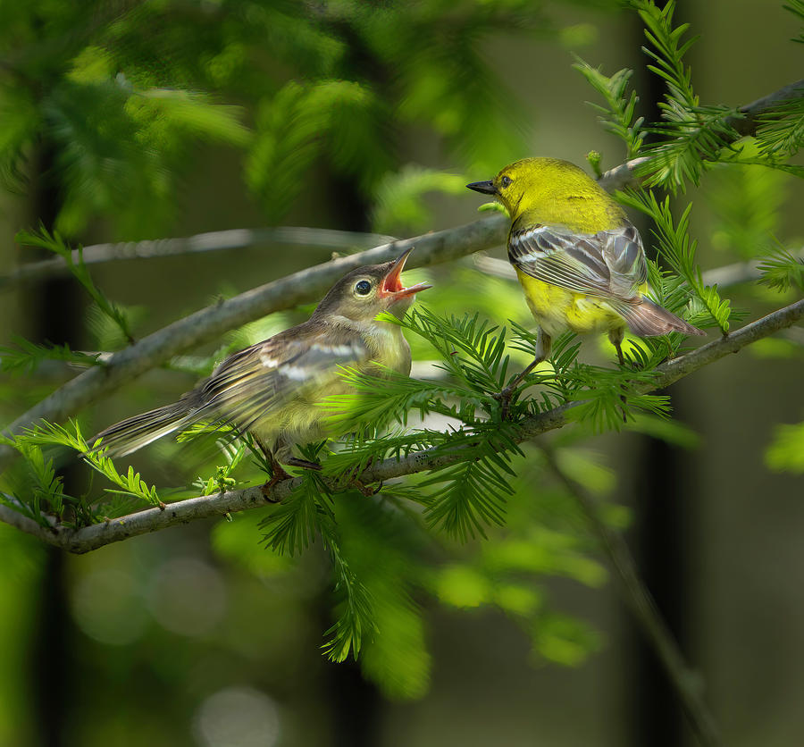Pine Warbler with Chick Photograph by Larry Marshall