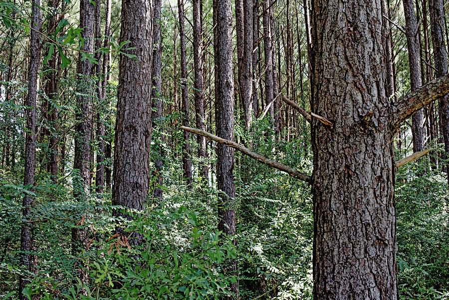 Pine Woods Photograph by Debra Kewley
