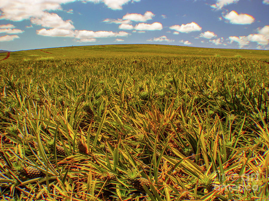 Pineapple Photograph - Pineapple Fields Forever - Hawaii by D Davila