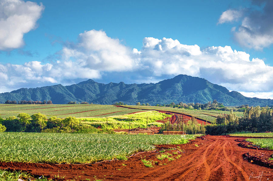 Pineapple Fields Photograph by Rick Harmon Shutterricky Photography Collections And Pineapple Fields Photograph by Rick Harmon Shutterricky Photography Collections And