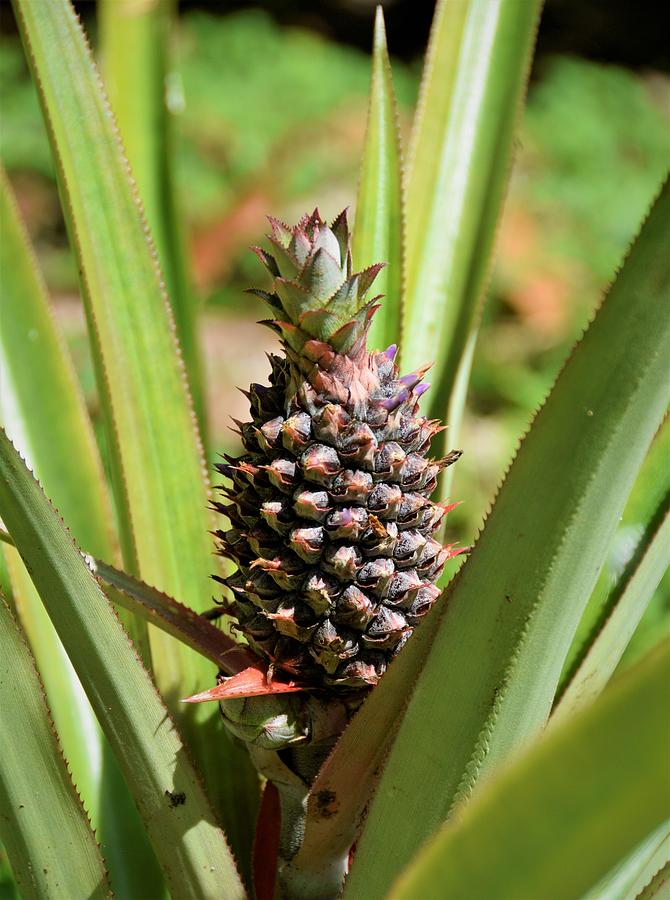 Pineapple head - Ananas plant 1 Photograph by Plinia Prints - Fine Art ...