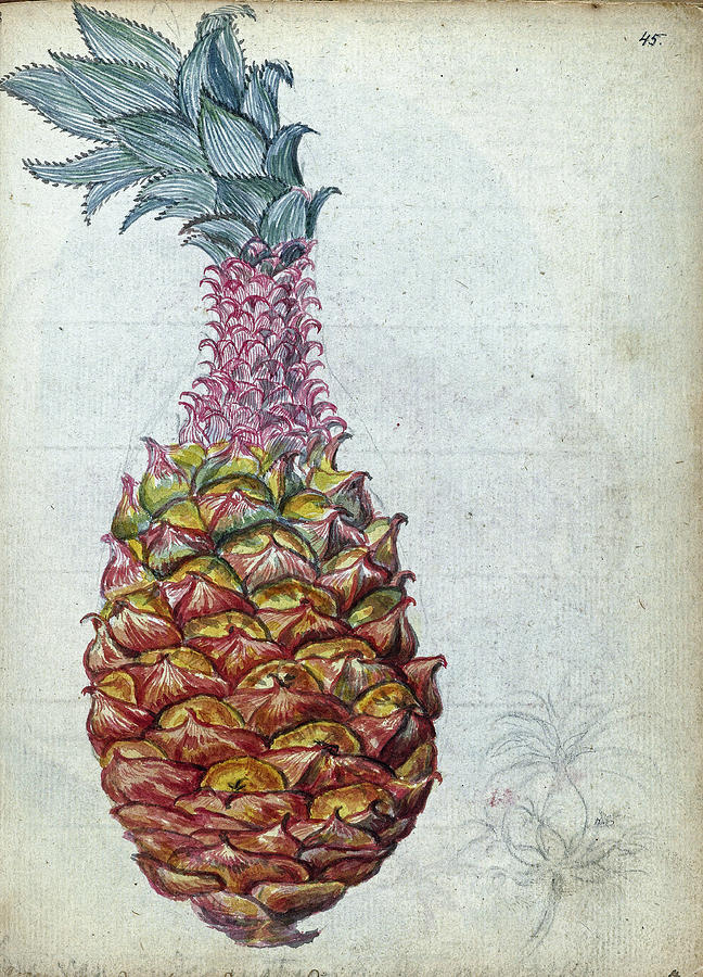 Pineapple, Jan Brandes, 1785 Painting by Artistic Rifki