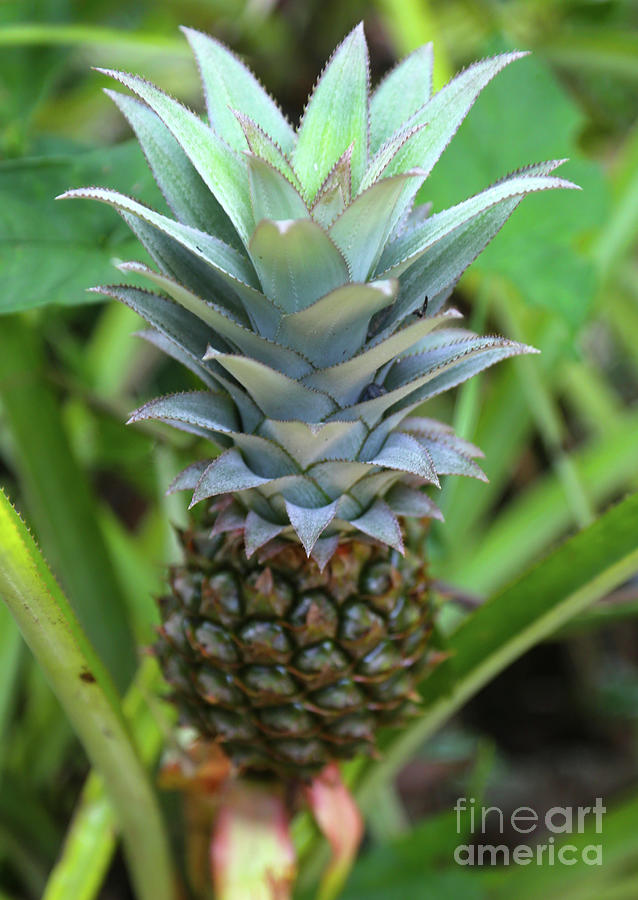 Pineapple Photograph
