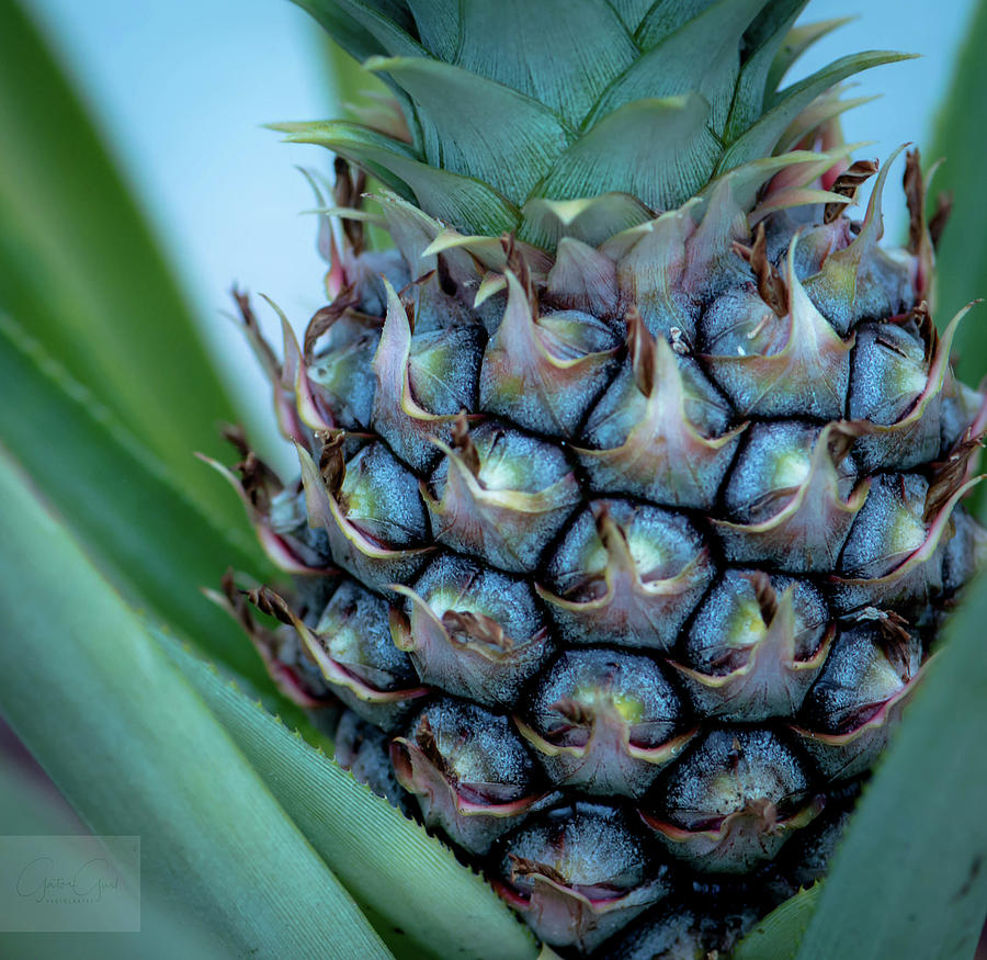 Pineapple macro Photograph by Debra Kewley