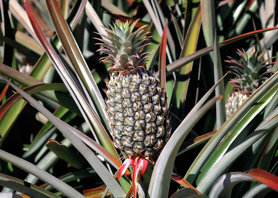 Pineapple Photograph by Nicholas Blackwell