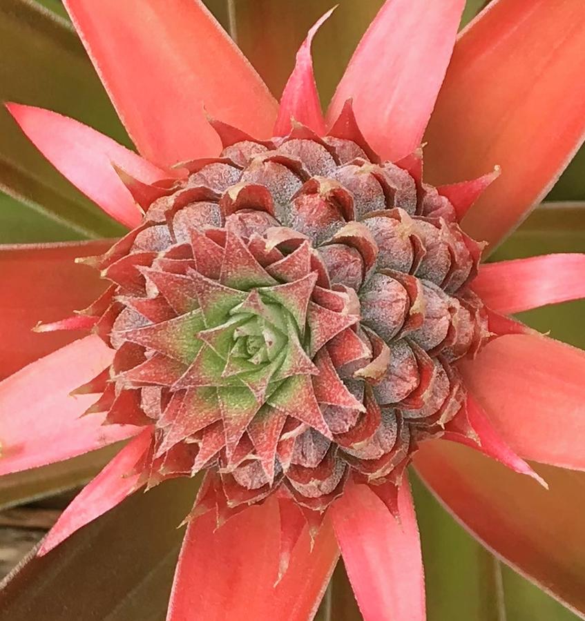 Pineapple Pink Aloha  Photograph by Joalene Young