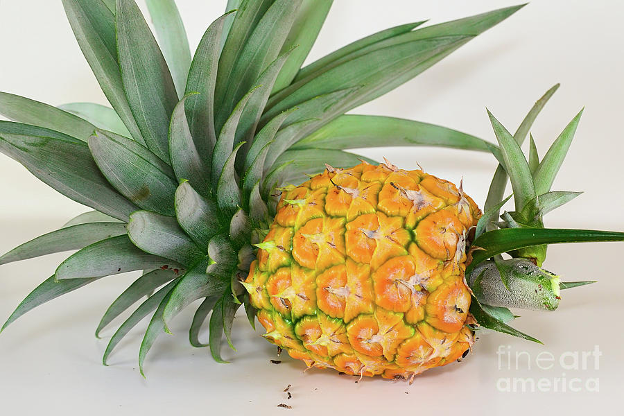Pineapple Still Life Photograph by Olga Hamilton