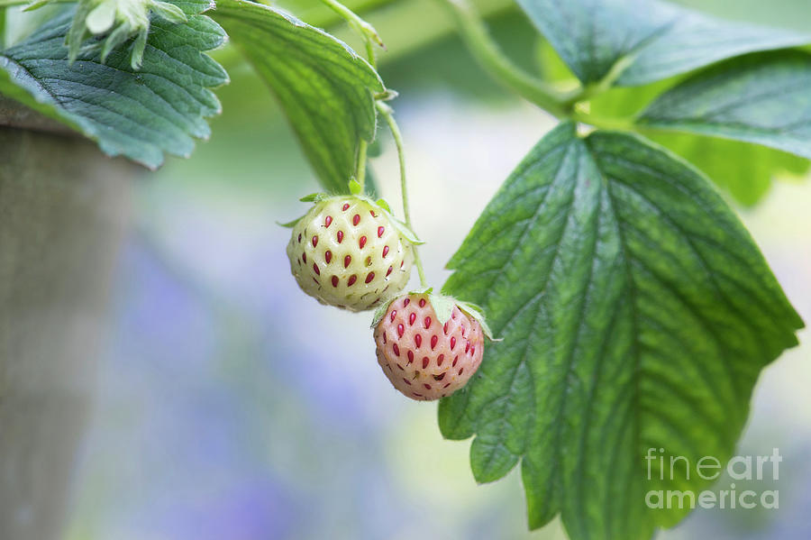 Pineberries  Photograph by Tim Gainey
