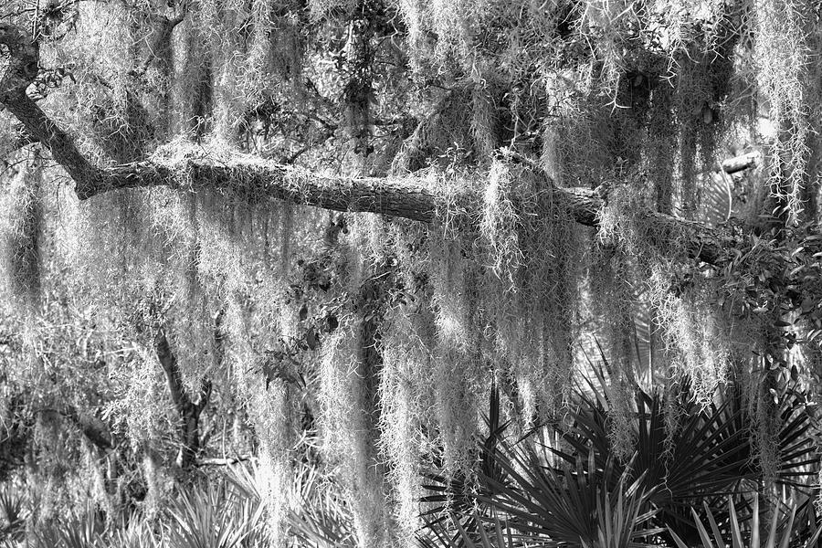 Pinebrook Spanish Moss Photograph by Robert Wilder Jr