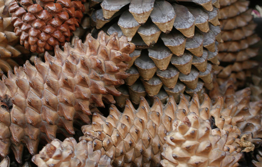 Pinecone collection Photograph by Laurie Lago Rispoli
