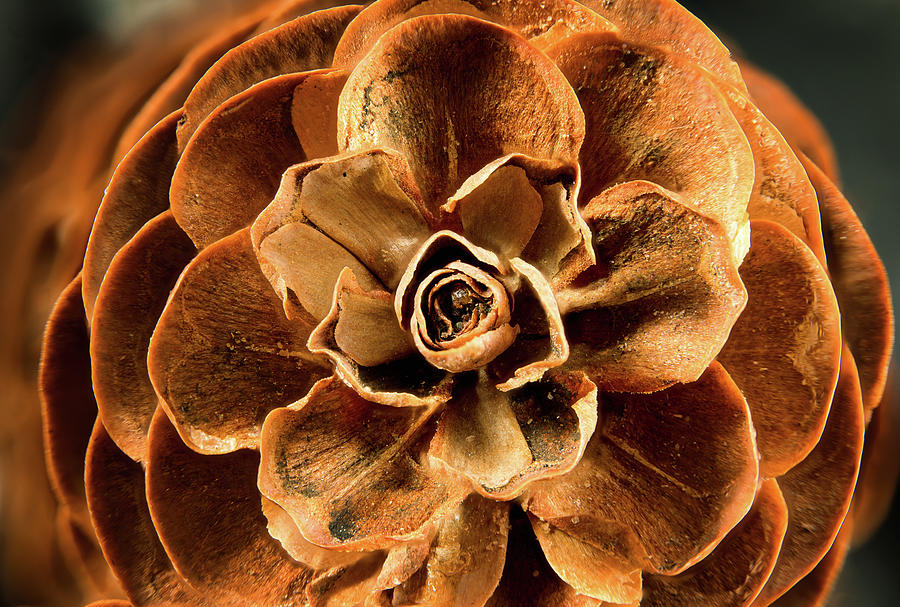 Pinecone Flower Photograph by Steven Nelson