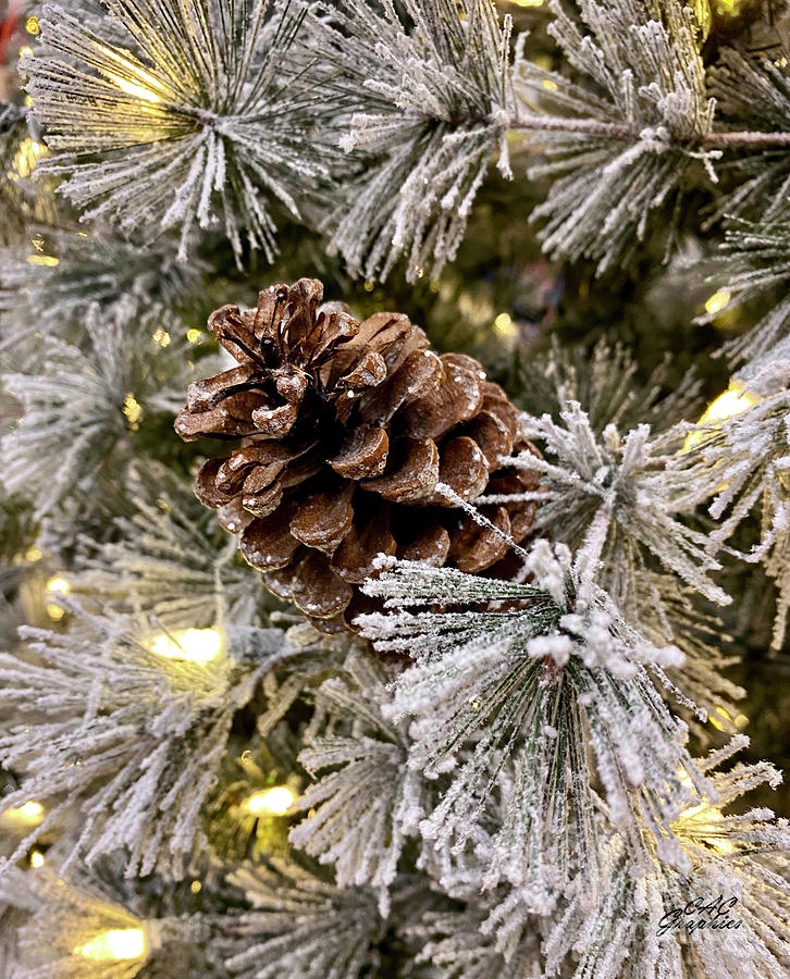 Pinecone Lights Photograph by CAC Graphics