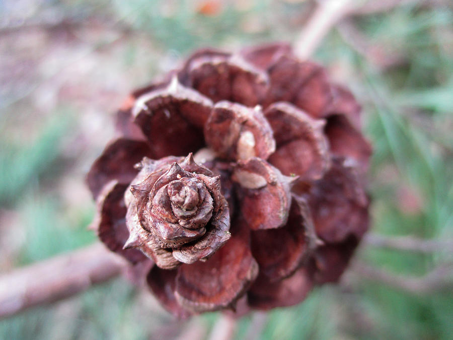 Pinecone Photograph by W Craig Photography