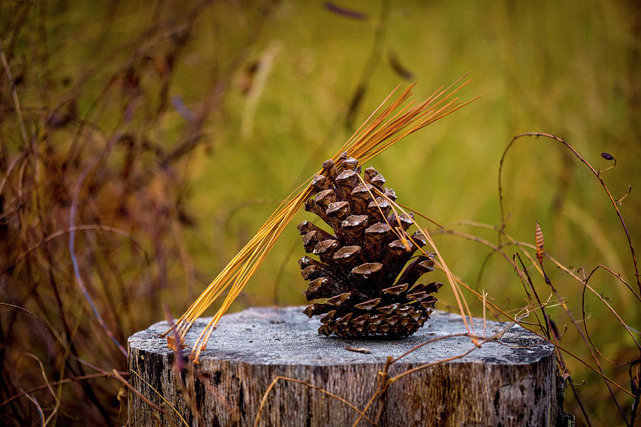 Pinecone with Needles Photograph by W Chris Fooshee