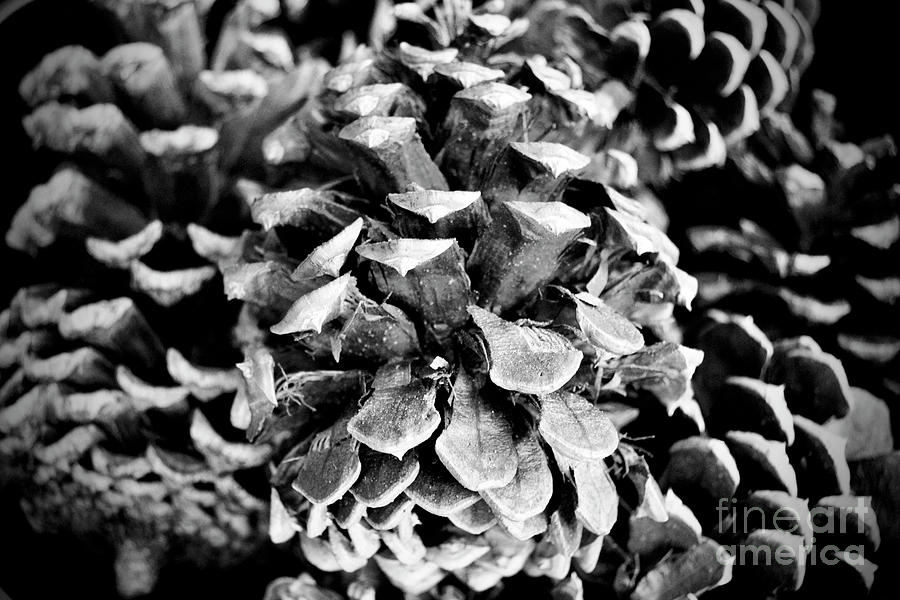 Pinecones Black and White Print Photograph by Forward Cameras and ...