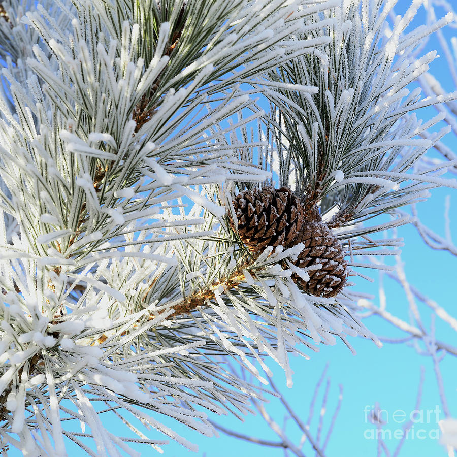 Pinecones in Frosted Needles Photograph by Kae Cheatham
