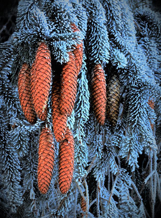 Pinecones  Photograph by Lori Frisch