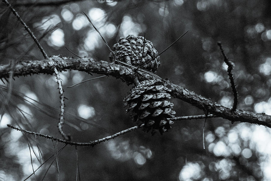 Pinecones Photograph by Shannon Pisacrita - Fine Art America