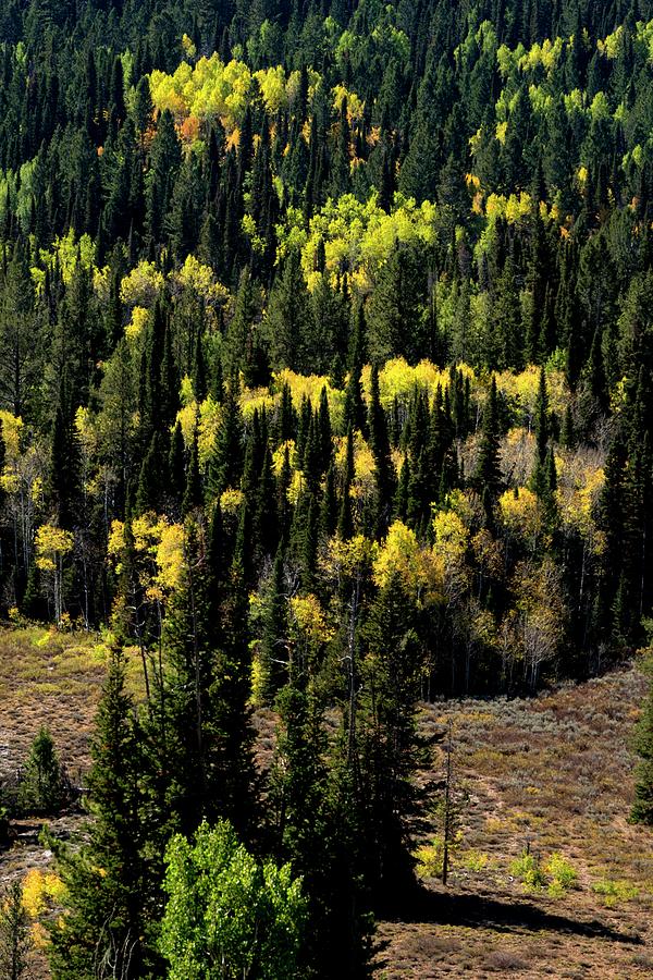 Pines and Aspens Photograph by Jerry Sodorff