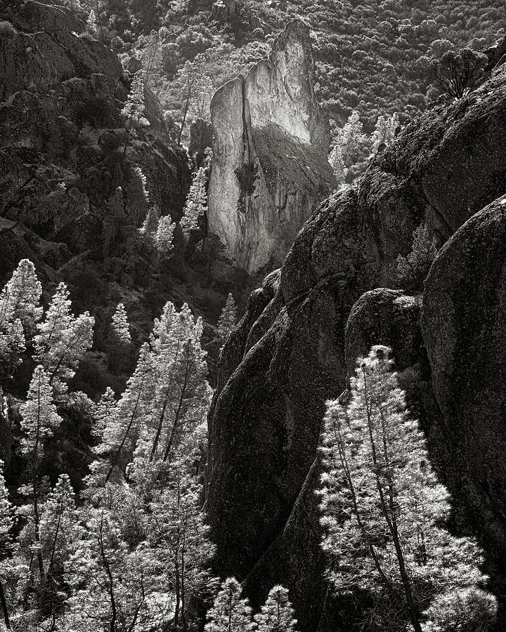 Pines and Pinnacles  Photograph by Joseph Smith