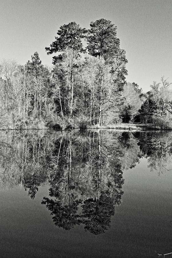 Pines and River Birch in Black and White Photograph by Daniel Koglin