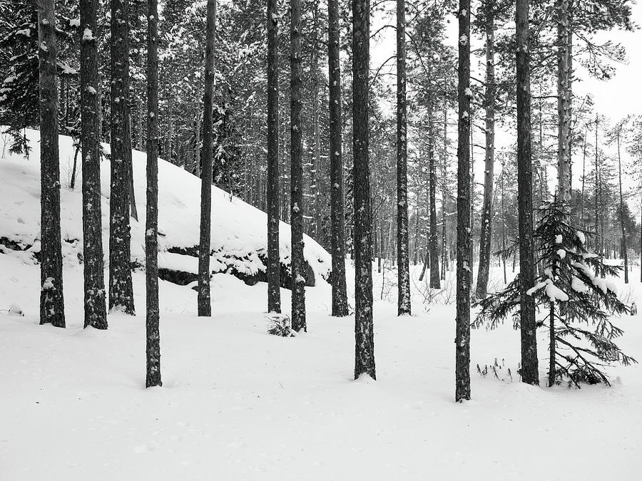 Pines and snowy hillside bw Photograph by Jouko Lehto