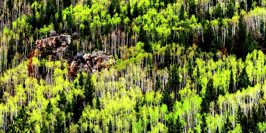 Pines Aspens Rock Outcropping Photograph by Jerry Sodorff