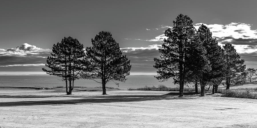 Pines at Samoset Photograph by David Lee