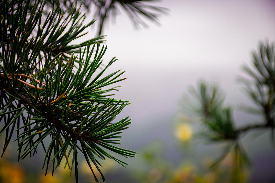 Pines in the Mist  Photograph by Evan Foster