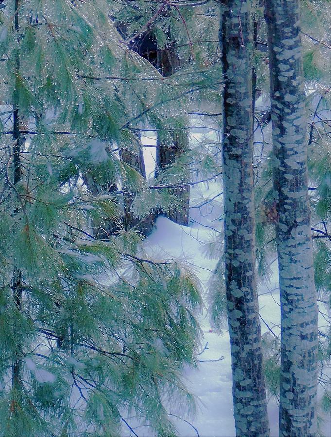- Pines in the snow Photograph by THERESA Nye