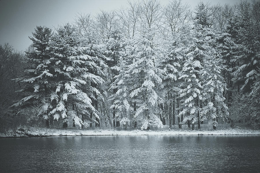 Pines in Winter Photograph by Joni Eskridge
