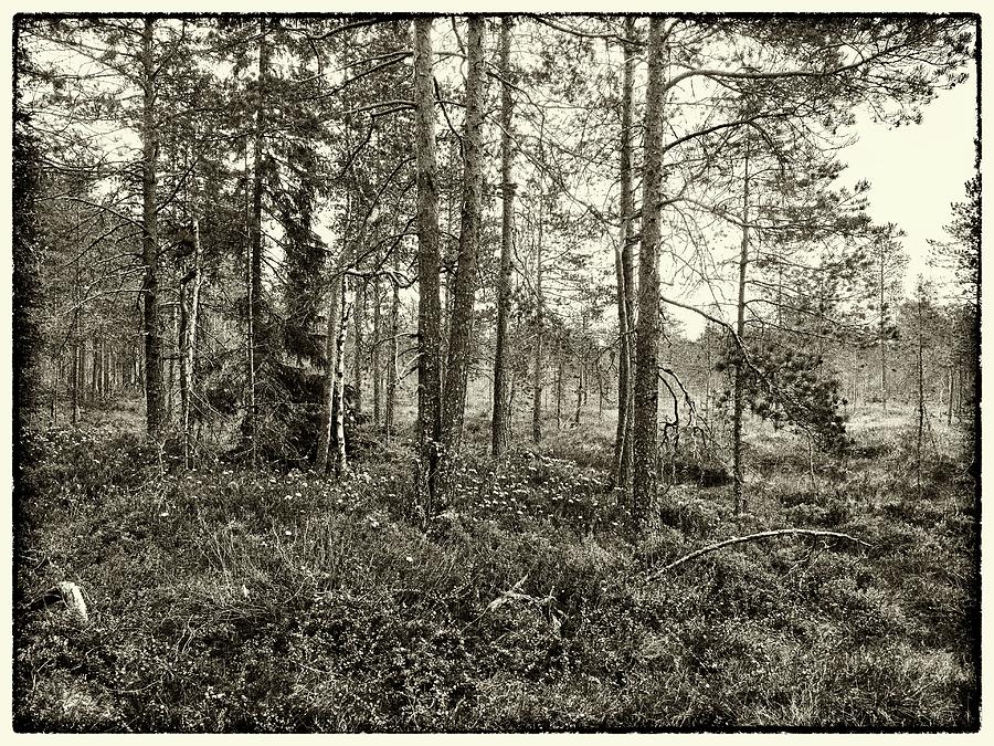 Pines Of The Marshland Bw Photograph