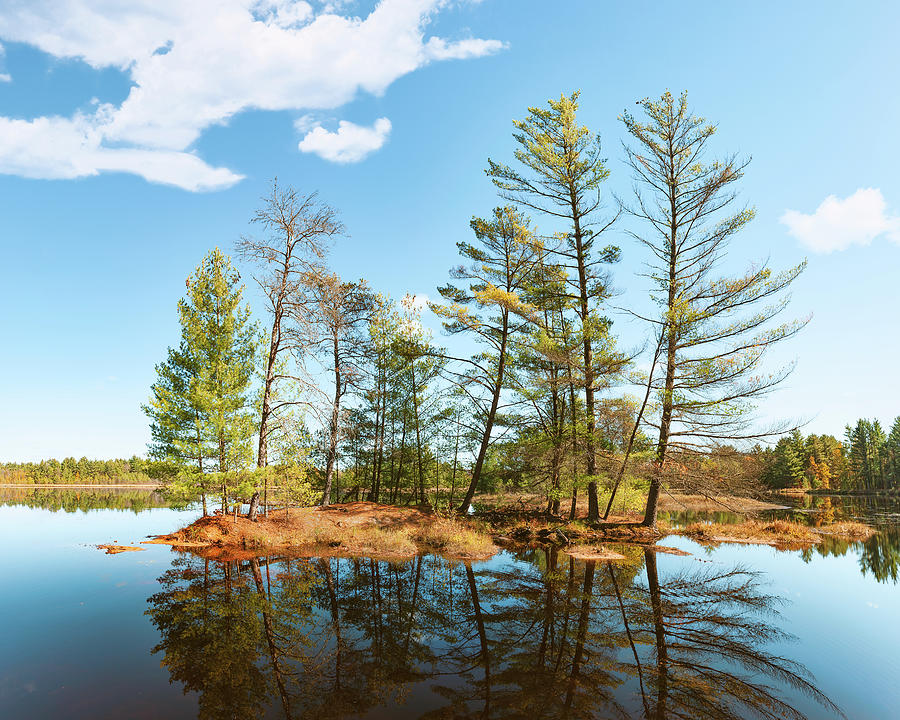 Pines on Pigeon Creek Flowage Photograph by Scott Norris