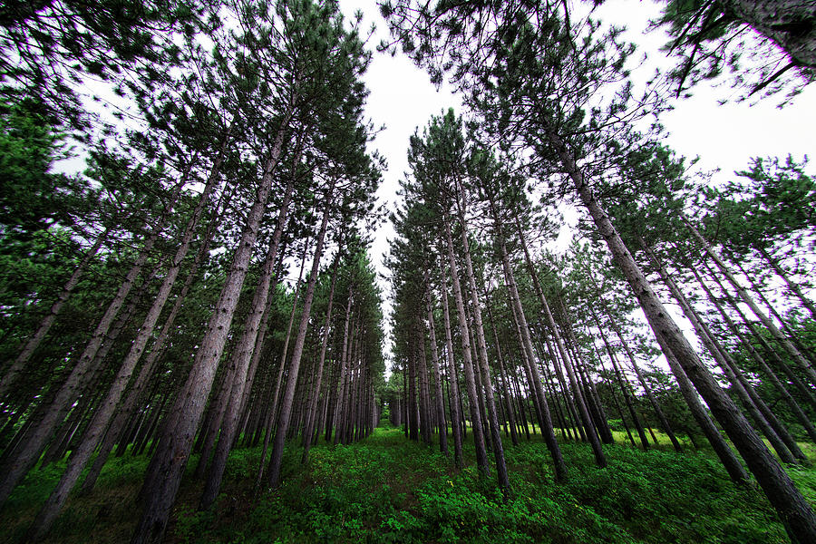 Pines that last forever Photograph by Nicole Engstrom