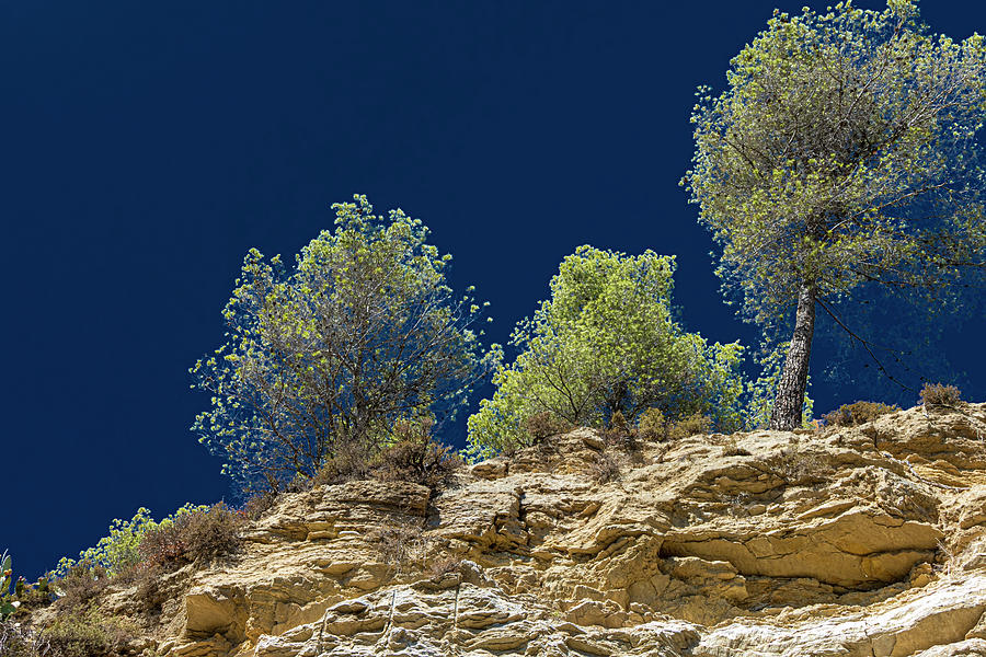 Pines Under A Dark Blue Sky 20230831125616rt1 Photograph by Tomi Rovira