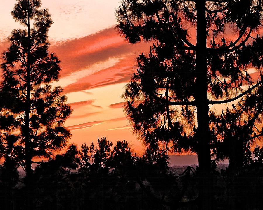 Pinetree Sunset Photograph by Andrew Lawrence