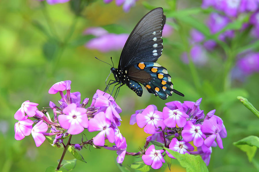 Pinevine Swallowtail Photograph by Brook Burling