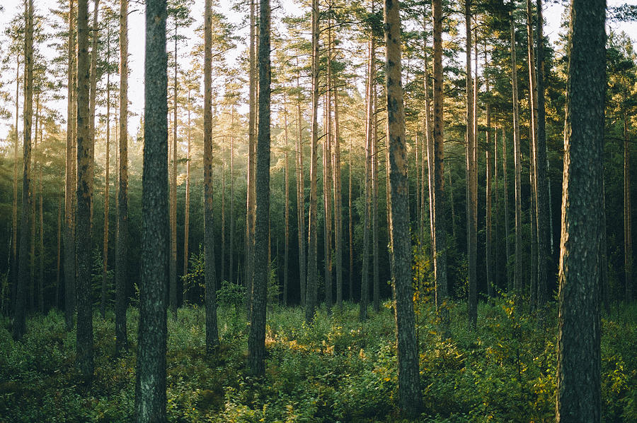 Pinewood forest in sunrise, Sognsvann, Oslo Photograph by Ivar Østby Simonsen