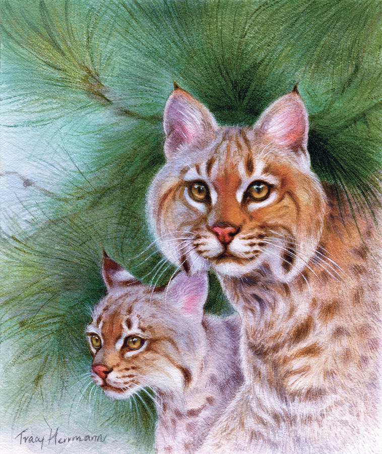 Pinewoods Bobcat, Wild Cats Painting by Tracy Herrmann