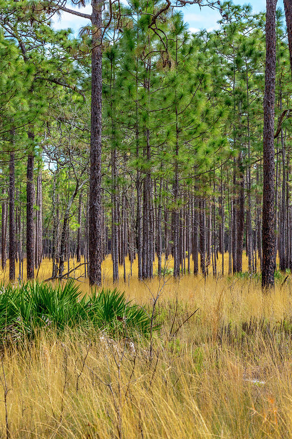 Pinewoods, Palmetto, and Wiregrass Photograph by W Chris Fooshee