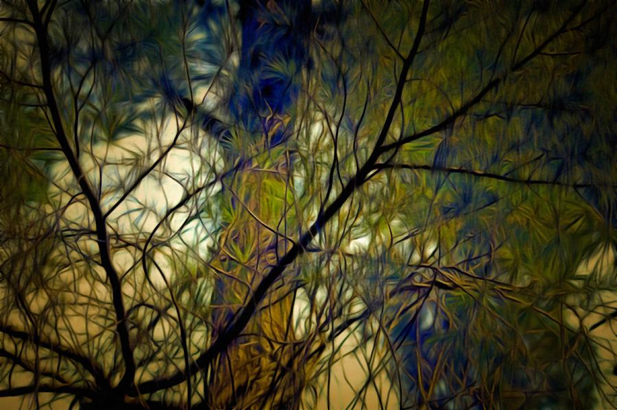 Piney Branches Mixed Media by Christopher Reed