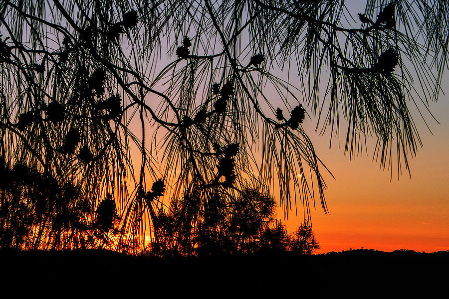 Piney Sierra Sunset 32717-955 Photograph by Kathy Whipple Wong | Fine ...