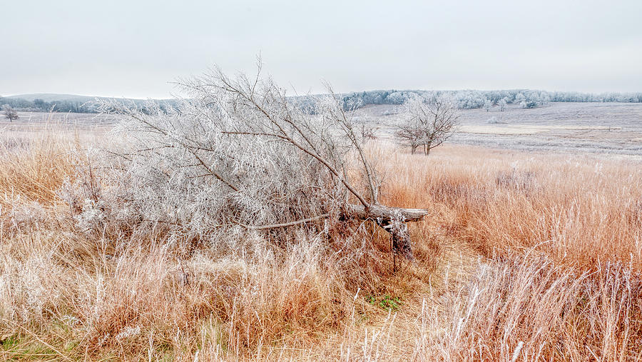 Piney Winter Landscape Photograph by Lara Ellis